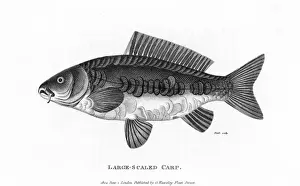Carp Prints: Large-Scaled Carp
