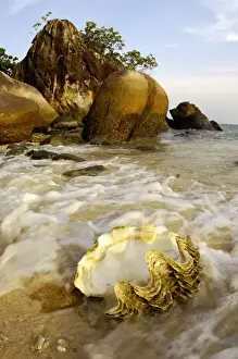 Washed Prints: A large sea-shell, washed ashore on a beach of