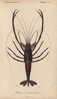 Orbigny Prints: Large shiny blue-black and crimson crawfish