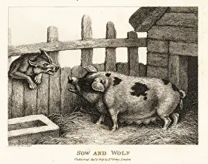 Gay And Phaedrus Prints: A large sow in a pig sty snarling at a wolf