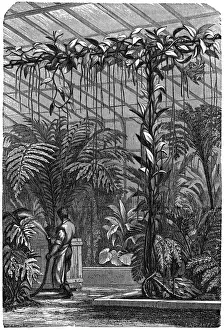 Conservatory Prints: A large Stove Conservatory