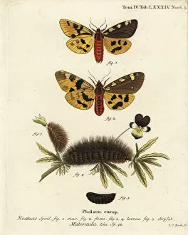 Pupa Collection: Large tiger moth, Pericallia matronula