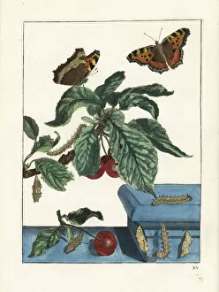 Prunus Gallery: Large tortoiseshell butterfly on a cherry tree