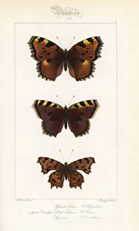 Aglais Gallery: Large tortoiseshell, small tortoiseshell