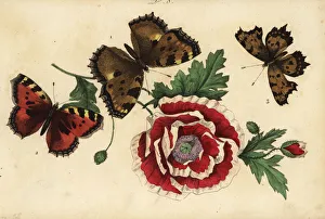 Aglais Gallery: Large tortoiseshell, small tortoiseshell and comma