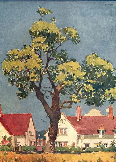 Roofed Prints: Large Tree Outside Houses