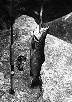 Large Trout Catch
