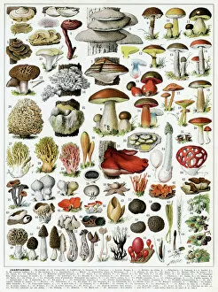 Mushrooms Gallery: A large variety of mushrooms, 1913
