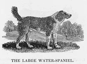 Bewick Prints: Large Water Spaniel