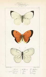 Clouded Collection: Large white, clouded yellow and black-veined white