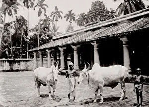 Two large white oxen, Singapore