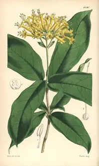 Large yellow-flowered aegiphila, Aegiphila grandiflora