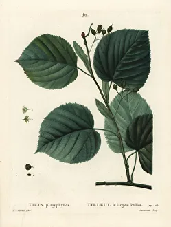 Lime Gallery: Largeleaf linden tree, Tilia platyphyllos