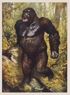 Roar Prints: Largest Gorilla Ever