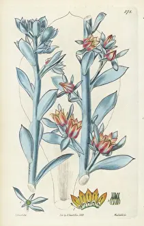 Largest-leaved echeveria, Echeveria grandifolia