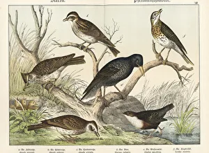 Naturgeschichte Des Tierreichs Prints: Larks, starling, dipper, and song thrush