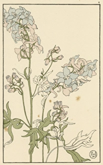 Images Dated 6th December 2016: Larkspur