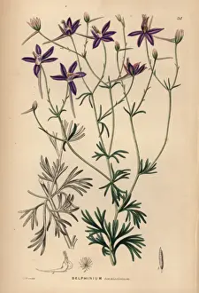 Shrubbery Prints: Larkspur, Consolida tenuissima