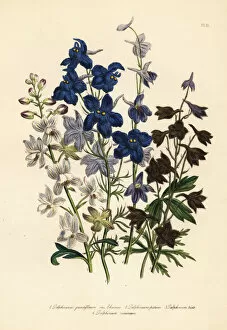 Handfinished Collection: Larkspur or Delphinium species