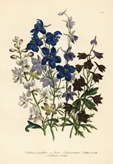Jane Prints: Larkspur or Delphinium species