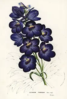 Delphinium Prints: Larkspur hybrid, Delphinium formosum