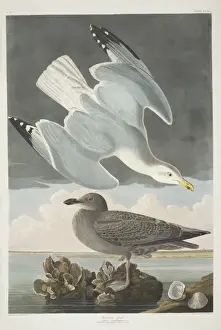 Arctoidea Prints: Larus argentatus, herring gull