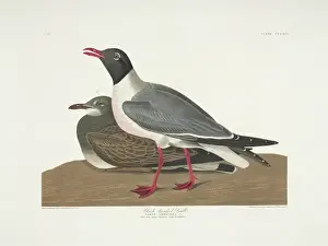 Immature Prints: Larus atricilla, laughing gull