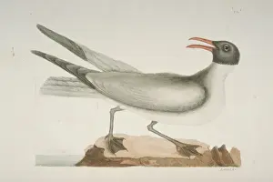 Larus atricilla, laughing gull