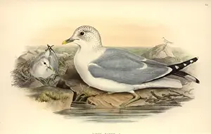 Charadriiformes Prints: Larus canus, mew gull
