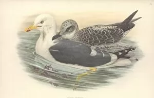 Backed Collection: Larus fuscus, lesser black-backed gull