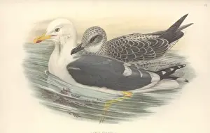 Backed Prints: Larus fuscus, lesser black-backed gull