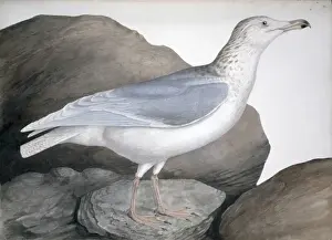 Larus hyperboreus, glaucous gull