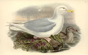 Larus hyperboreus, glaucous gull