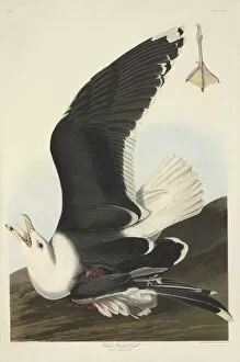 Dying Collection: Larus marinus, great black-backed gull