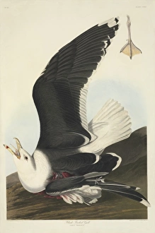 Charleston Gallery: Larus marinus, great black-backed gull