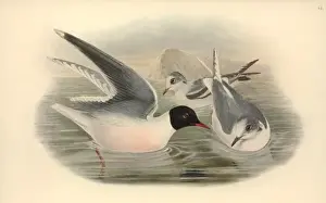 Charadriiformes Prints: Larus minutus, little gull