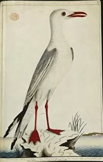 Seabird Gallery: Larus novaehollandiae, silver gull