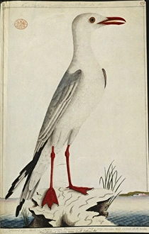 Seabird Gallery: Larus novaehollandiae, silver gull