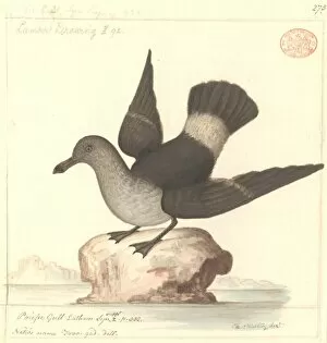 Seabird Gallery: Larus pacificus, pacific gull