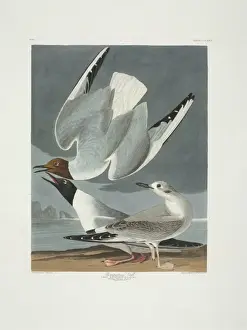 Immature Prints: Larus philadelphia, Bonapartes gull