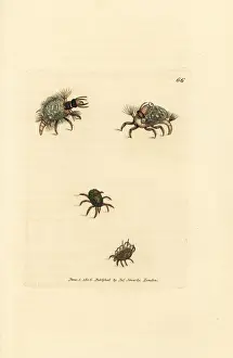 Mite Prints: Larva of the Hemerobius lacewing in lichen, and mites