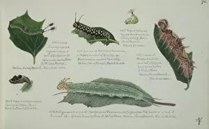 Larvae Collection: Larvae and Pupae by Margaret Fountaine
