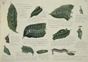 Larvae and Pupae by Margaret Fountaine