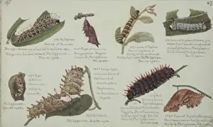 Larvae and Pupae by Margaret Fountaine