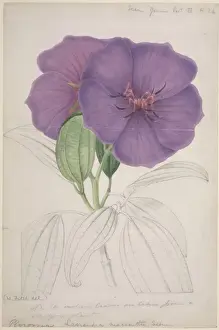 Myrtales Prints: Lasiandra macrantha