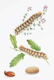 Fagaceae Prints: Lasiocampa quercus, oak eggar moth