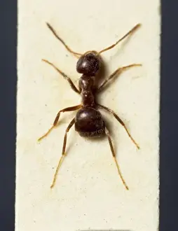 Lasius niger, black garden ant