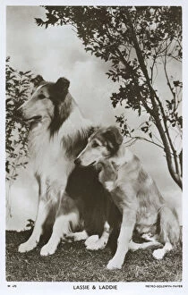 Mayer Gallery: Lassie and Laddie - Movie star dogs