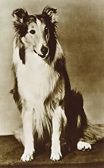 Lassie / Mgm Postcard