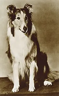 Collie Prints: Lassie / Mgm Postcard